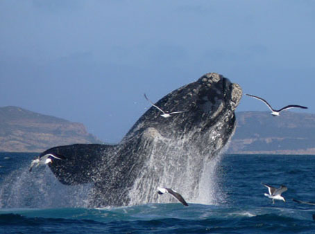 What's New In Plett - 10 January 2018