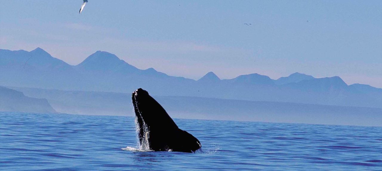 What's New In Plett - 24 January 2019