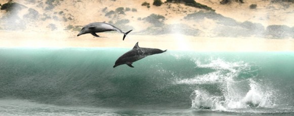 What's New In Plett - 01 June 2017