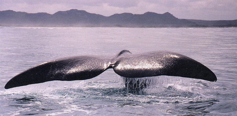 What's New In Plett - 28 April 2017