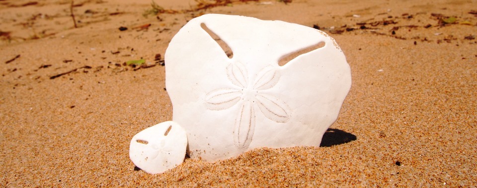 What's New in Plett 27 January 2022