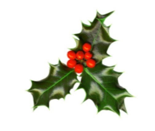 What's New in Plett 23 December 2019